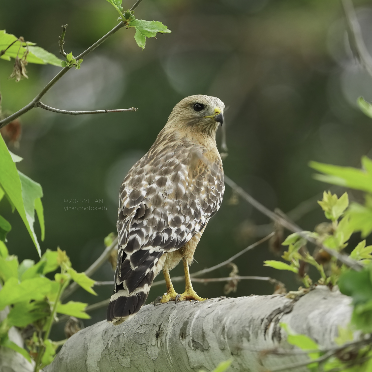 red_shouldered_ hawk_4